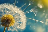 Beautiful light air parachute dandelion flower in droplets of water on a yellow blue background clos