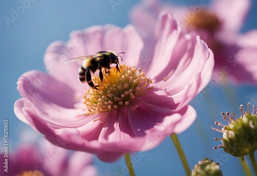 Beautiful pink anemone flower macro on a summer meadow and a flying bumblebee on a blue sky backgrou