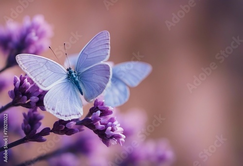Delicate purple lavender flowers and butterflies close-up macro in nature on light blue and pink bac © ArtisticLens