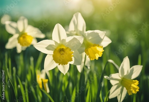 Three flower daffodils in spring outdoors on a meadow in the grass in the sun close-up on light gree