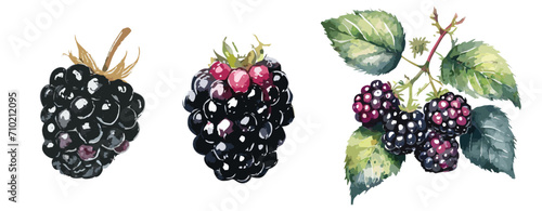 Watercolour painting of blackberries