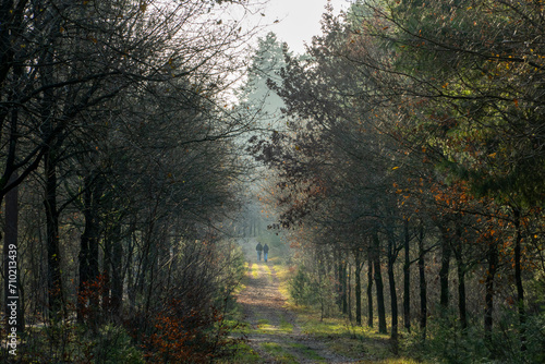 Hikers, man and a woman, walking in the distance in a sunny winter forest at a trail between pine trees