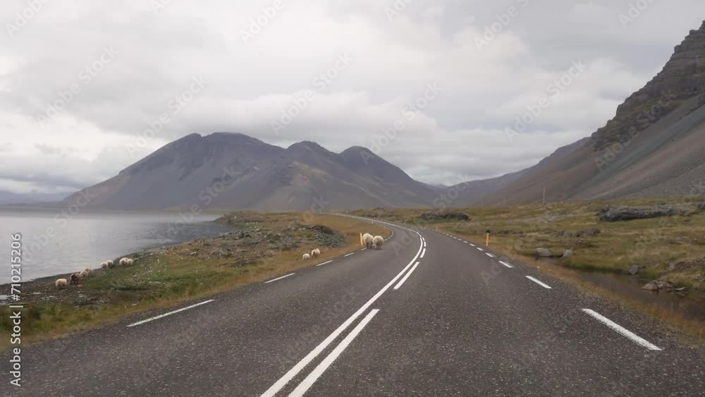 Cinematic view of sheep walking on the Ring Road highway in Iceland. Beautiful Icelandic landscape, POV driving Cinematic view of sheep walking on the Ring Road highway in Iceland. Beautiful Icelandic landscape, POV driving