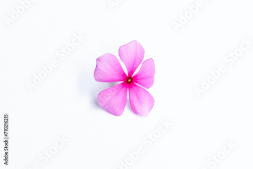 One blooming purple flower isolated on white background