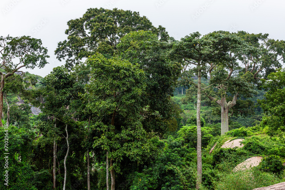 Idanre forest reserve in Ondo State, south west of Nigeria.