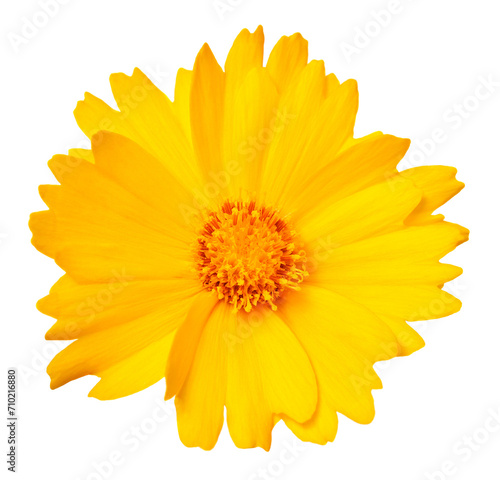 Yellow flower daisy isolated on a white background