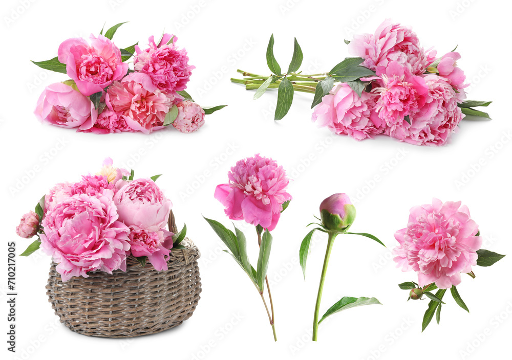 Beautiful pink peonies with green leaves isolated on white, collection