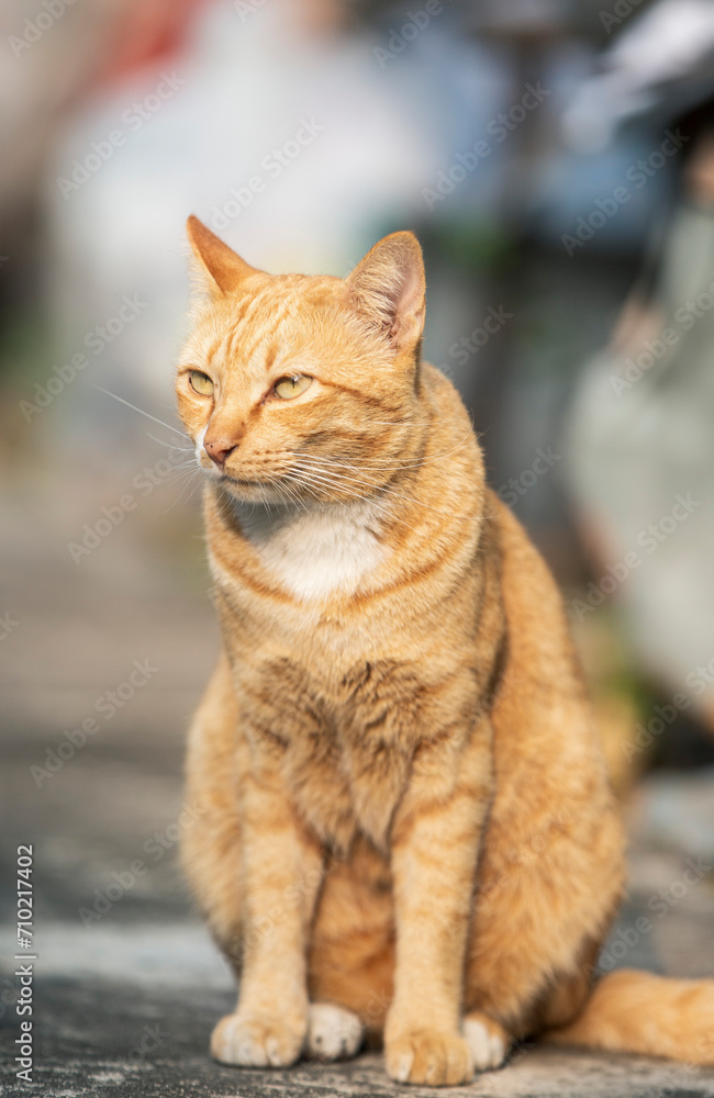 Cat sitting on concrete floor in the park. Selective focus. Cat sitting on concrete floor in the park. Selective focus.