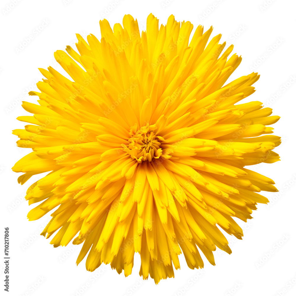 Yellow flower doronicum isolated on a white background Yellow flower doronicum isolated on a white background