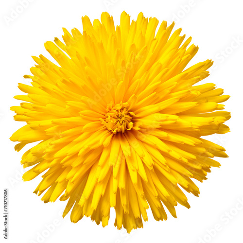 Yellow flower doronicum isolated on a white background photo