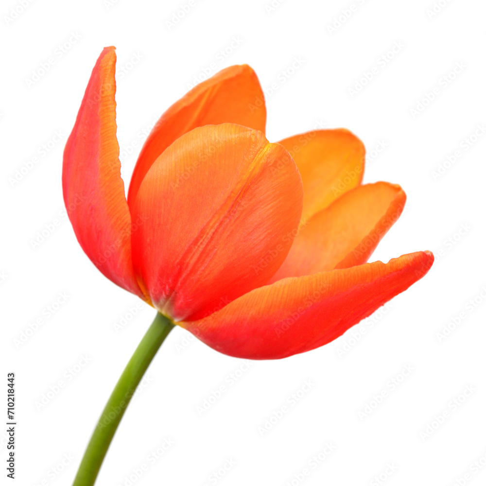 Orange tulip flower isolated on white background. Still life, wedding. Flat lay, top view Orange tulip flower isolated on white background. Still life, wedding. Flat lay, top view