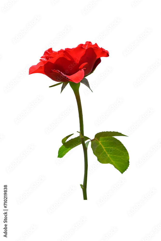 Red rose flower with stem and leaf, Beautiful flower Red rose flower with stem and leaf, Beautiful flower