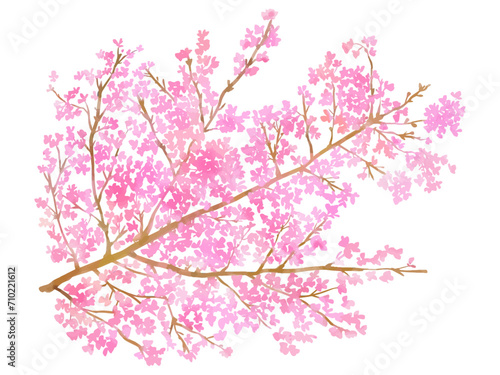 手描きの桜の花と枝の背景用イラスト