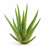 Fresh Aloe Vera Isolated on White Background.Healing Plant