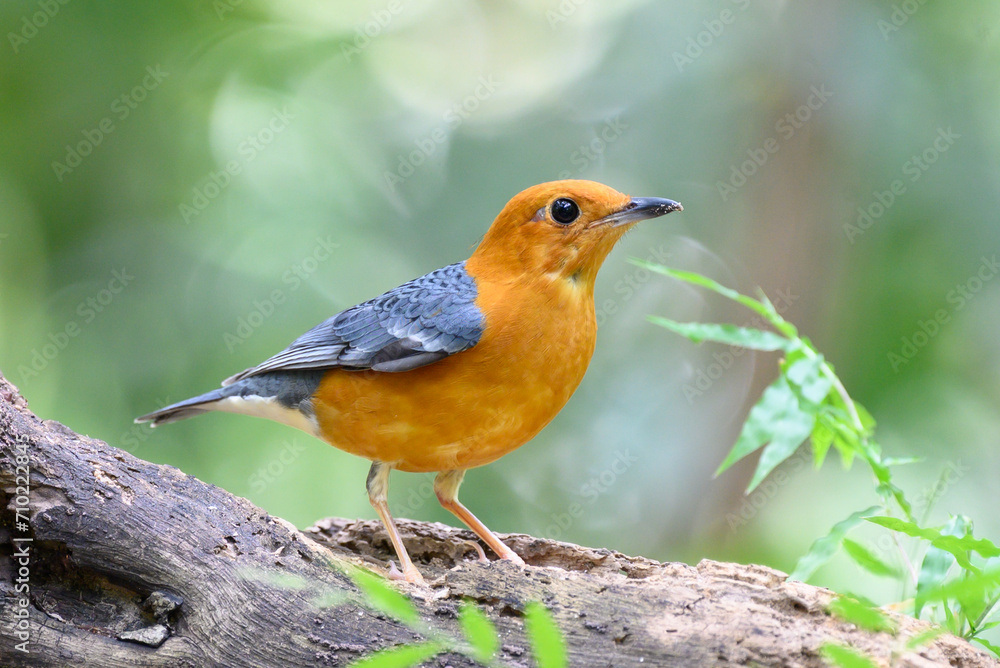 Geokichla citrina, Looking for food in the forest Geokichla citrina, Looking for food in the forest