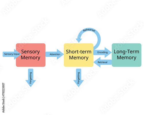 three stages of memory from sensory memory to short term memory and long term memory