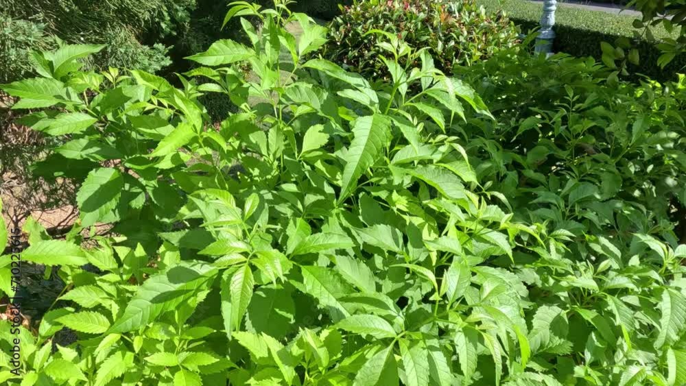 Sunlight Dancing on Garden Foliage Sunlight Dancing on Garden Foliage