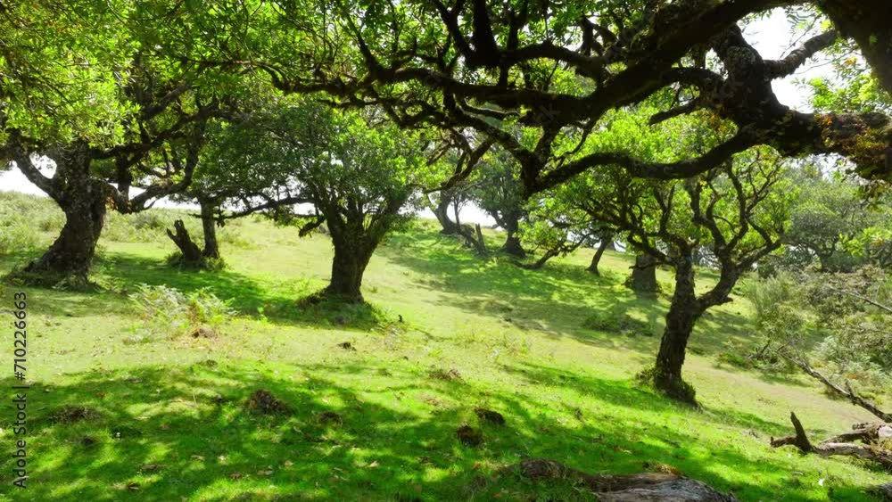 Walk Under the Crown of a Huge Tree. The Sun's Rays Break Through the Branches and Leaves. Forest in Summer in Sunny Weather. Fanal. Madeira. Walk Under the Crown of a Huge Tree. The Sun's Rays Break Through the Branches and Leaves. Forest in Summer in Sunny Weather. Fanal. Madeira.