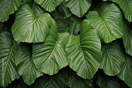 Tropical green leaves background,  Close up of monstera leaves