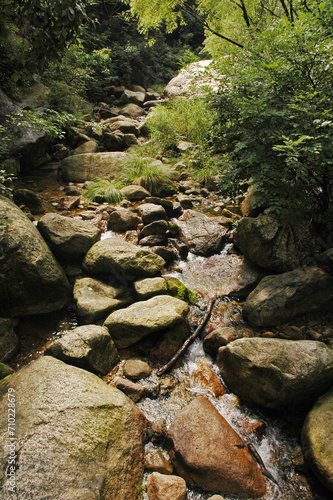 The trees in the mountain and river landscape