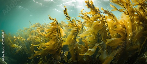 Coastal kelps grow in seaweed-algae.