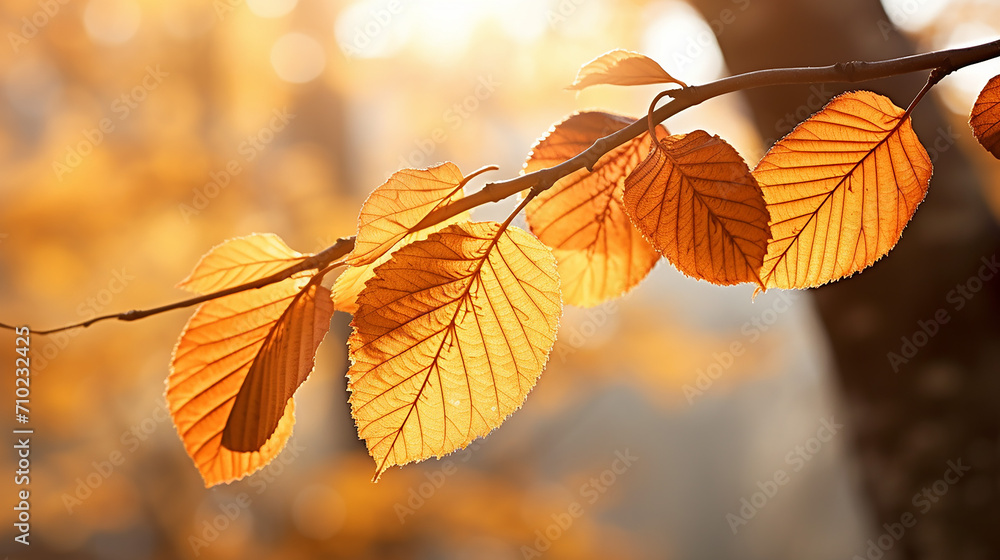 beech leaves in autumn beech leaves in autumn