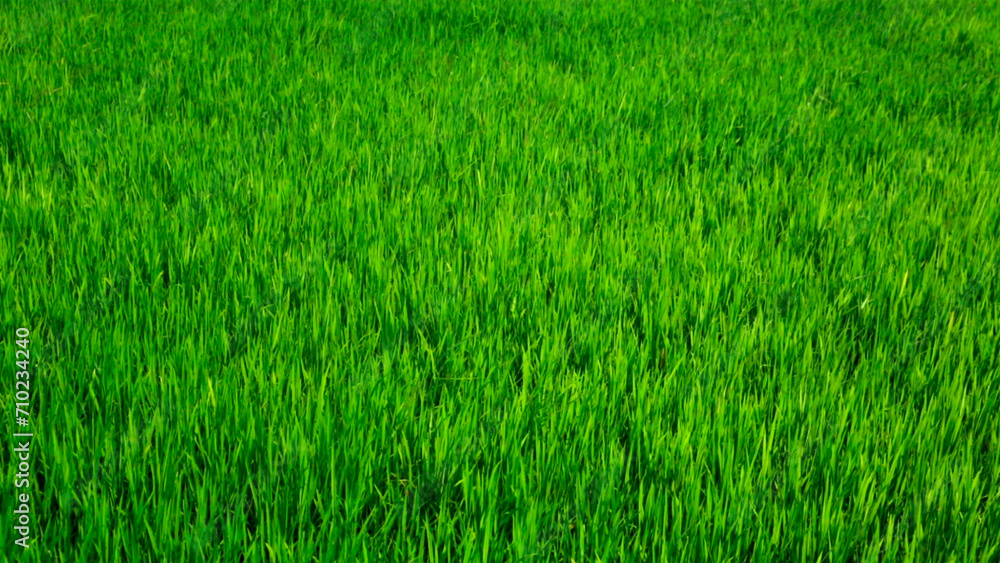 green grass texture green grass texture