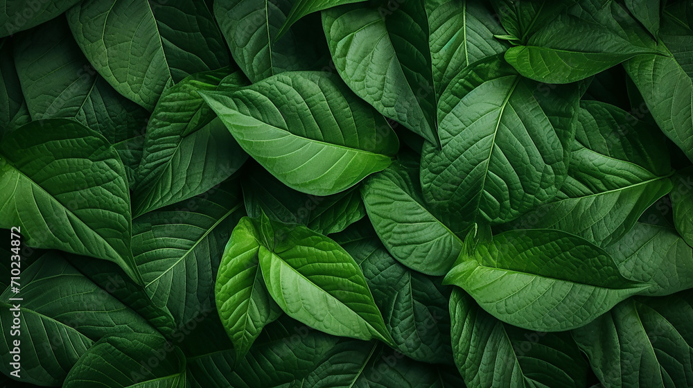 macro green leaves background macro green leaves background