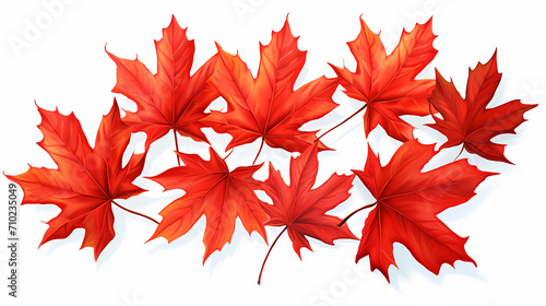 red maple leaves illustration on white isolated background