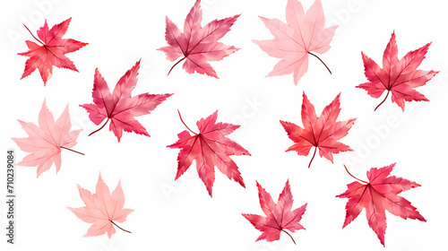 sweetgum leaves illustration on white isolated background photo