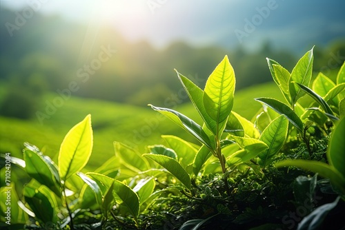 Munnar Kerala India s tea plantations with green tea bud and leaf freshness