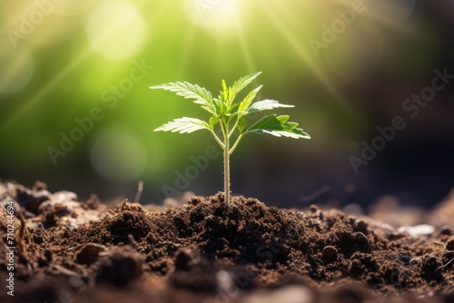 Cannabis seedlings planted outdoors in sunlight with a beautiful background excluding indoor medicinal cultivation photo