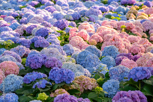 Blooming Hydrangeas flowers in the garden