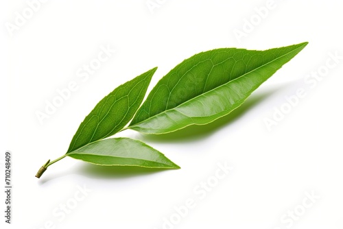 White background with isolated green tea leaf