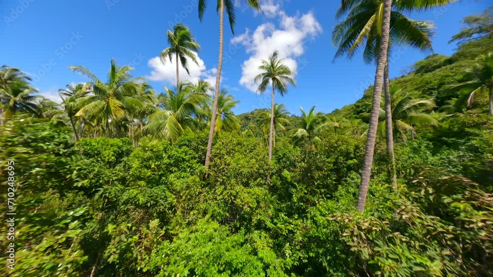 FPV drone flight through the tropical forest with towering palm trees and exotic plants on paradise island in Thailand. FPV drone flight through the tropical forest with towering palm trees and exotic plants on paradise island in Thailand.