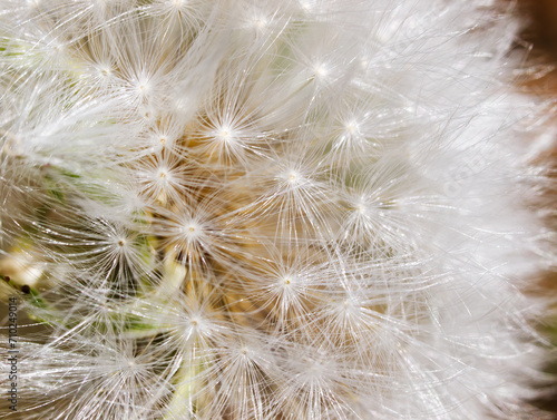 Closeup Of Dandelion White  Seed Bristles