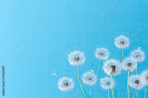 Dandelion seeds showcasing delicate traits on a blue backdrop