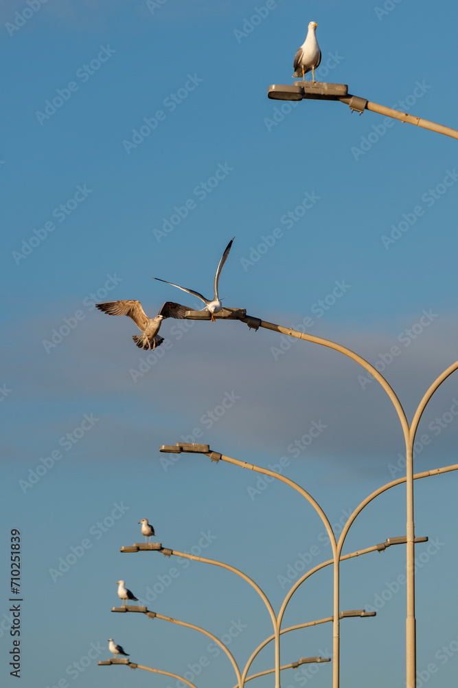 Mouettes perchées sur un lampadaire Mouettes perchées sur un lampadaire
