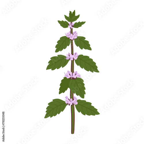 mint, mentha, field flower, vector drawing wild plants at white background, floral element, hand drawn botanical illustration