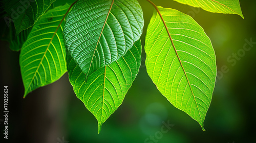 green leaves background