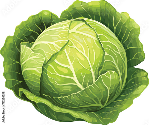 cabbage vector illustration