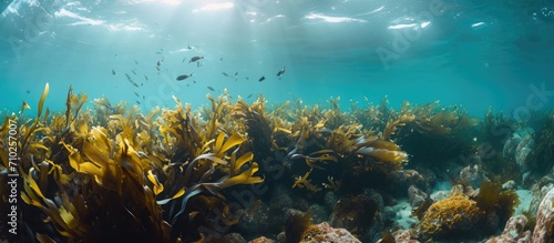 Kelp forest atop rocky reef below water surface.