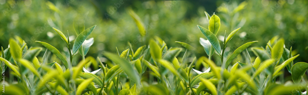 Banner Green tea tree leaves field young tender bud herbal Green tea tree in camellia sinensis organic farm. Panorama Fresh Tree tea leaf plant green nature in herbal farm background with Copy Space Banner Green tea tree leaves field young tender bud herbal Green tea tree in camellia sinensis organic farm. Panorama Fresh Tree tea leaf plant green nature in herbal farm background with Copy Space