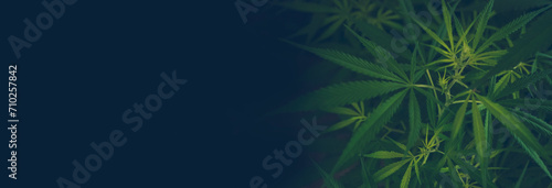 Banner Green weed Marijuana tree cannabis plant narcotic herbal in CBC greenhouse. Panorama Hemp leaf made cannabis crude oil medicine farm. CBC, THC herb agriculture Weed leaf Drug with copy space