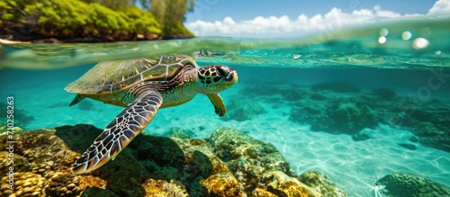 Hawaii's North Shore hosts cruising Green Sea Turtles in warm Pacific waters.