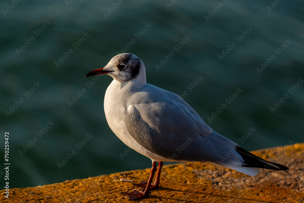 Obraz premium Mouette posée sur le quai d'un port de pêche