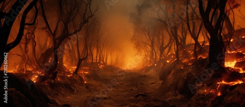 Wildfire in Portugal near Aveiro destroys forest and leaves charred trees.
