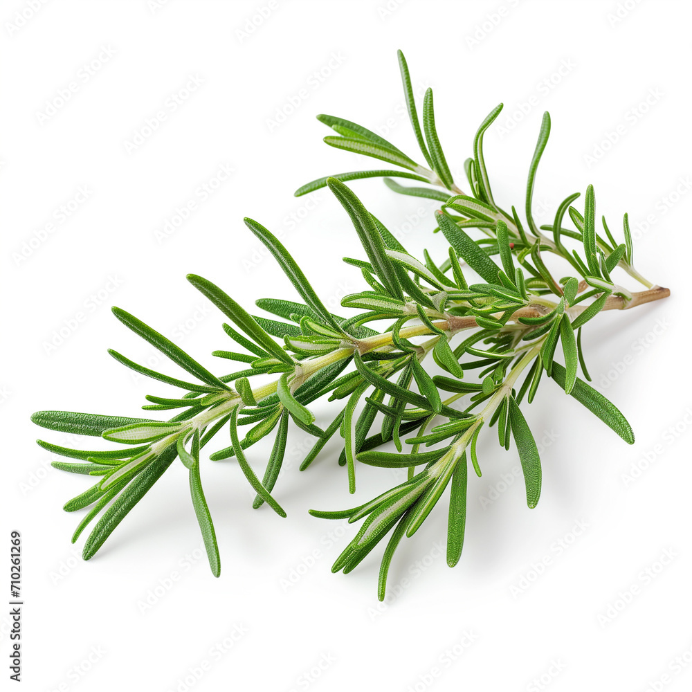 Fototapeta premium A sprig of fresh rosemary isolated on a white background