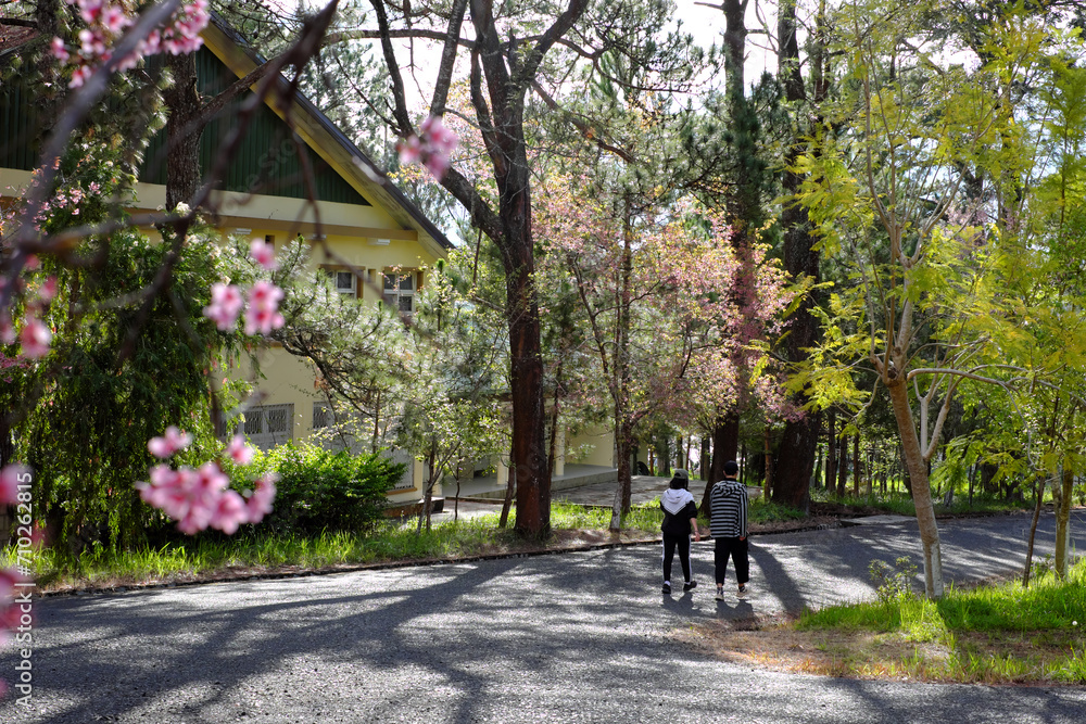 Couple walking together on way in Dalat University park with Mai Anh Dao blossom, healthy lifestyle with sport at morning Couple walking together on way in Dalat University park with Mai Anh Dao blossom, healthy lifestyle with sport at morning