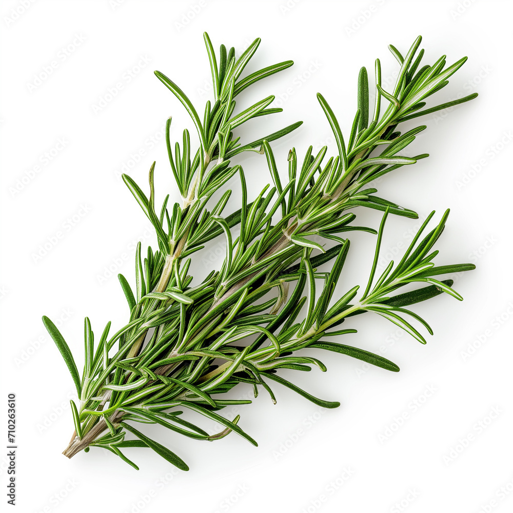 Fototapeta premium A sprig of fresh rosemary isolated on a white background 